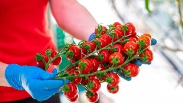 Philips LED toplighting supporting vegetable growth in large greenhouse nursery