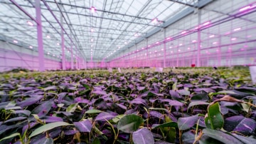 Houseplants are moved from rooting chamber to greenhouse lit by Philips LED toplighting compact