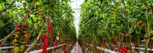 truly green farms