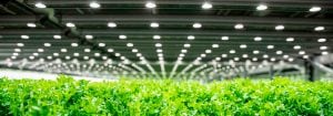 Philips GreenPower LED technology for Iceland’s first vertical farm